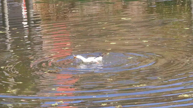 Lago de Las Ánimas en Xalapa
